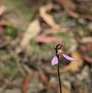 Eriochilus magenteus at Cotter River, ACT - suppressed