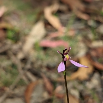 Eriochilus magenteus (Magenta Autumn Orchid) at Cotter River, ACT - 13 Feb 2022 by Rebeccajgee