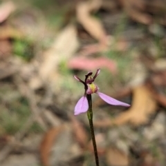 Eriochilus magenteus at Cotter River, ACT - suppressed