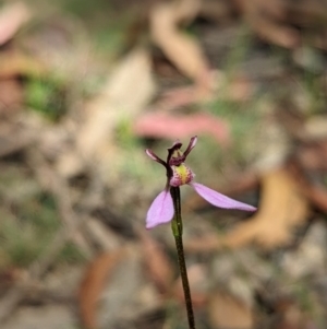 Eriochilus magenteus at Cotter River, ACT - 13 Feb 2022