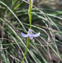 Lobelia dentata/gibbosa (Lobelia dentata or gibbosa) at Cotter River, ACT - 13 Feb 2022 by Rebeccajgee