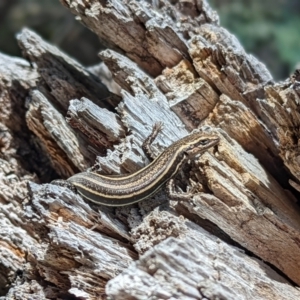 Pseudemoia spenceri at Cotter River, ACT - 13 Feb 2022