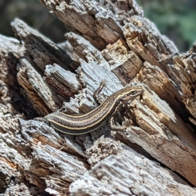 Pseudemoia spenceri (Spencer's Skink) at Cotter River, ACT - 13 Feb 2022 by Rebeccajgee