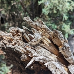 Pseudemoia spenceri at Cotter River, ACT - 13 Feb 2022