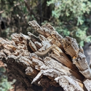 Pseudemoia spenceri at Cotter River, ACT - 13 Feb 2022