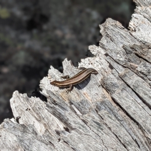 Pseudemoia spenceri at Cotter River, ACT - 13 Feb 2022