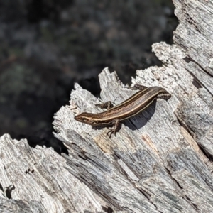 Pseudemoia spenceri at Cotter River, ACT - 13 Feb 2022