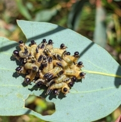 Pergidae sp. (family) (Unidentified Sawfly) at Cotter River, ACT - 13 Feb 2022 by Rebeccajgee