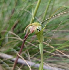 Diplodium decurvum (Summer greenhood) at Cotter River, ACT - 13 Feb 2022 by Rebeccajgee