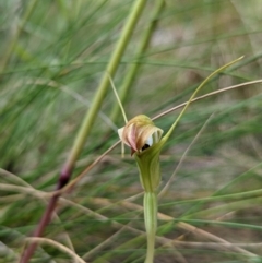 Diplodium decurvum at Cotter River, ACT - suppressed