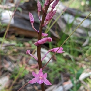 Dipodium roseum at Cotter River, ACT - 13 Feb 2022