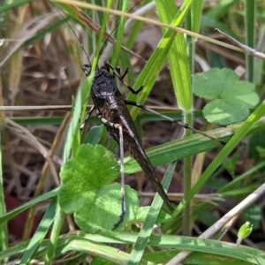 Acripeza reticulata at Cotter River, ACT - 13 Feb 2022