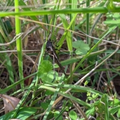 Acripeza reticulata at Cotter River, ACT - 13 Feb 2022