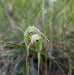 Diplodium decurvum at Cotter River, ACT - suppressed