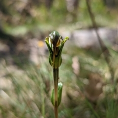 Diplodium sp. (A Greenhood) at Cotter River, ACT - 13 Feb 2022 by Rebeccajgee