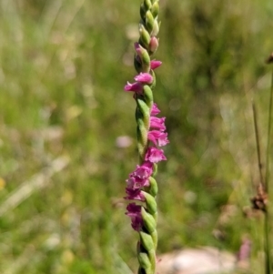 Spiranthes australis at Paddys River, ACT - 13 Feb 2022