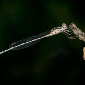 Austrolestes leda at Holt, ACT - 13 Feb 2022