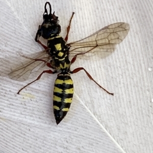 Agriomyia sp. (genus) at Jerrabomberra, NSW - 13 Feb 2022