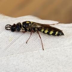 Agriomyia sp. (genus) at Jerrabomberra, NSW - 13 Feb 2022