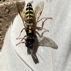 Agriomyia sp. (genus) at Jerrabomberra, NSW - suppressed