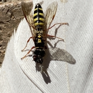 Agriomyia sp. (genus) at Jerrabomberra, NSW - suppressed