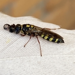 Agriomyia sp. (genus) at Jerrabomberra, NSW - 13 Feb 2022