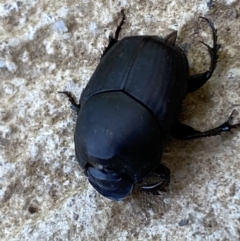 Onthophagus binodis (Dung beetle) at Numeralla, NSW - 13 Feb 2022 by Steve_Bok