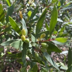 Persoonia silvatica (Forest Geebung) at Kybeyan State Conservation Area - 13 Feb 2022 by SteveBorkowskis