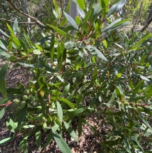 Persoonia silvatica at Numeralla, NSW - 13 Feb 2022 09:58 AM