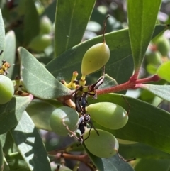 Persoonia silvatica at Numeralla, NSW - 13 Feb 2022 09:58 AM