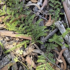 Bossiaea buxifolia (Matted Bossiaea) at Kybeyan State Conservation Area - 12 Feb 2022 by Steve_Bok