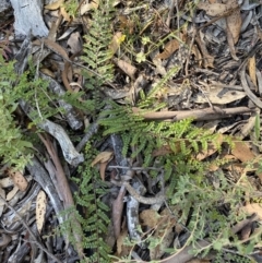 Bossiaea buxifolia at Numeralla, NSW - 13 Feb 2022