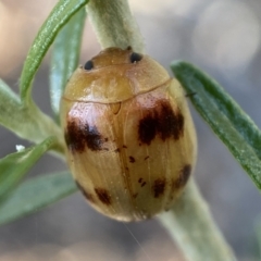 Paropsini sp. (tribe) (Unidentified paropsine leaf beetle) at Kybeyan State Conservation Area - 12 Feb 2022 by Steve_Bok