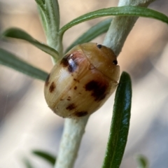 Paropsini sp. (tribe) at Numeralla, NSW - 13 Feb 2022