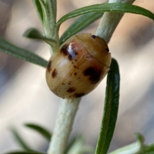 Paropsini sp. (tribe) at Numeralla, NSW - 13 Feb 2022