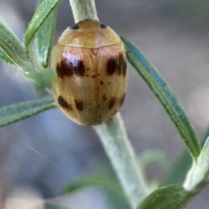 Paropsini sp. (tribe) at Numeralla, NSW - 13 Feb 2022