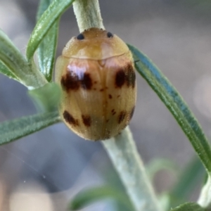 Paropsini sp. (tribe) at Numeralla, NSW - 13 Feb 2022