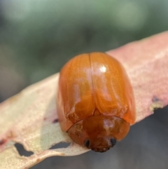 Paropsis augusta (A eucalypt leaf beetle) at Kybeyan State Conservation Area - 12 Feb 2022 by Steve_Bok