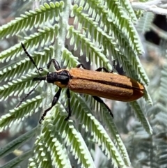 Rhinotia haemoptera at Numeralla, NSW - 13 Feb 2022