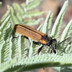 Rhinotia haemoptera at Numeralla, NSW - 13 Feb 2022