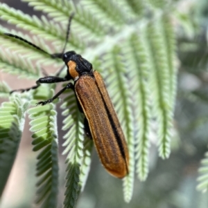 Rhinotia haemoptera at Numeralla, NSW - 13 Feb 2022