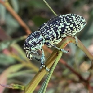 Chrysolopus spectabilis at Numeralla, NSW - 13 Feb 2022