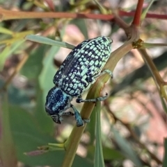 Chrysolopus spectabilis at Numeralla, NSW - 13 Feb 2022