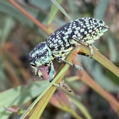 Chrysolopus spectabilis at Numeralla, NSW - 13 Feb 2022