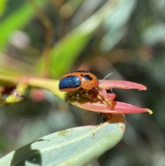 Calomela curtisi (Acacia leaf beetle) at Kybeyan State Conservation Area - 13 Feb 2022 by SteveBorkowskis