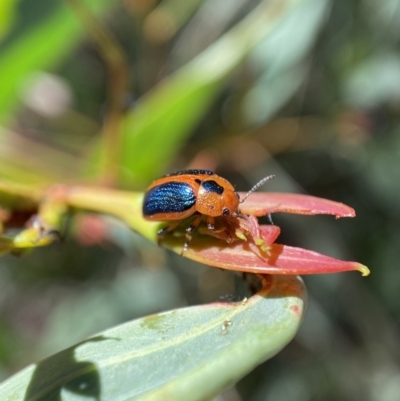 Calomela curtisi (Acacia leaf beetle) at Kybeyan State Conservation Area - 12 Feb 2022 by Steve_Bok