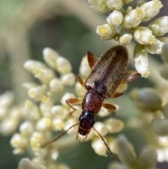 Lepturidea sp. (genus) (Comb-clawed beetle) at Numeralla, NSW - 12 Feb 2022 by Steve_Bok