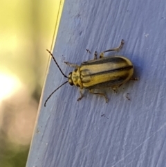 Xanthogaleruca luteola (Elm leaf beetle) at Numeralla, NSW - 13 Feb 2022 by Steve_Bok