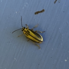 Xanthogaleruca luteola at Numeralla, NSW - 13 Feb 2022