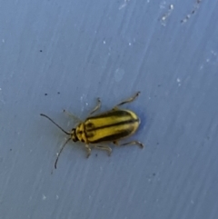 Xanthogaleruca luteola at Numeralla, NSW - 13 Feb 2022